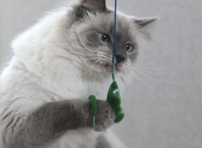 Fuzzy Worms - Image 6