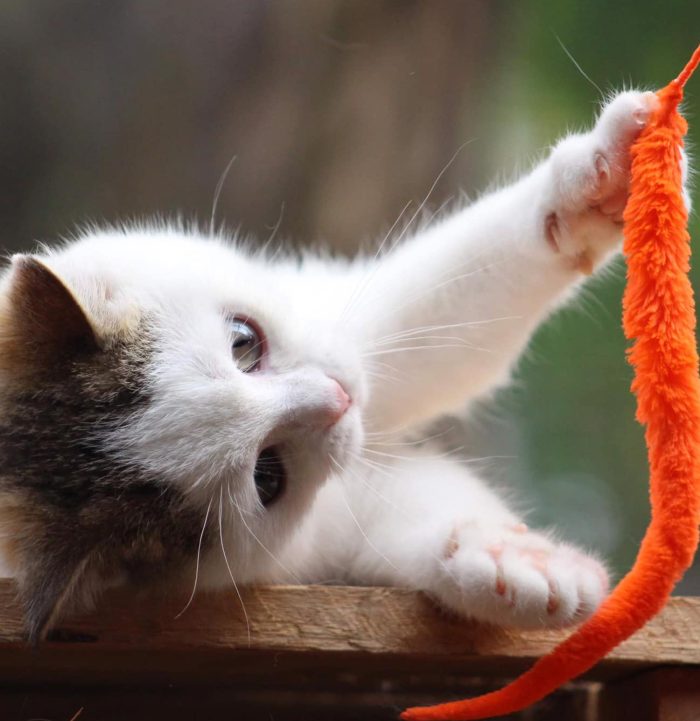 Fuzzy Worms