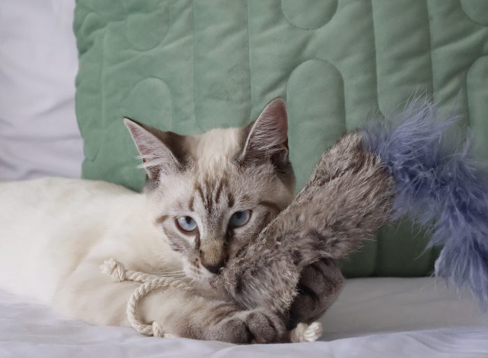 Bobtails