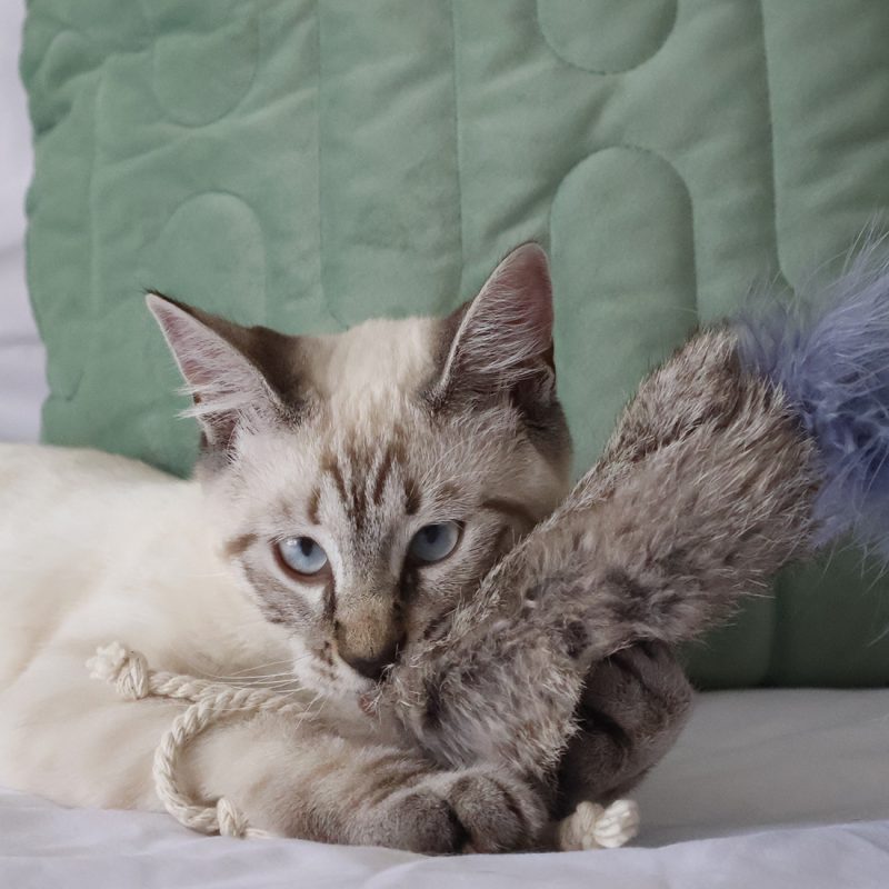 Bobtails