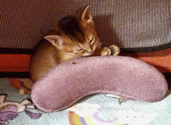 Comfort Beans - Image 3