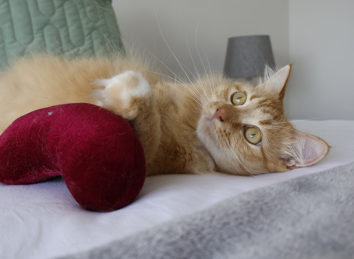 Comfort Beans - Image 2