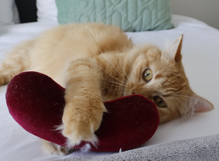 Comfort Beans