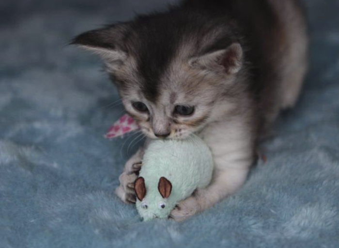 Mice Toys