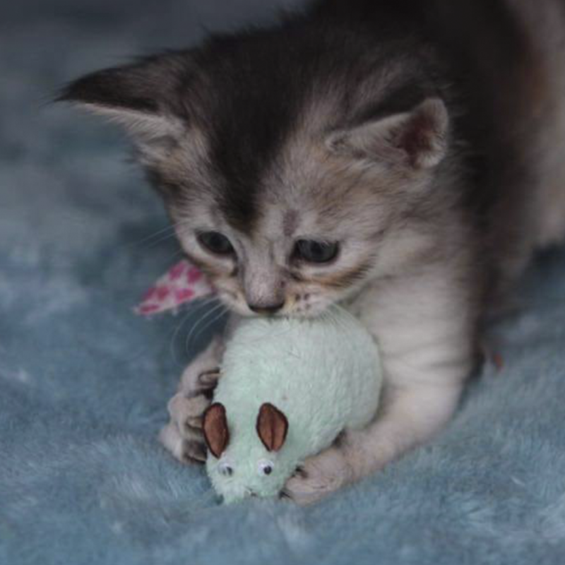 Mice Toys