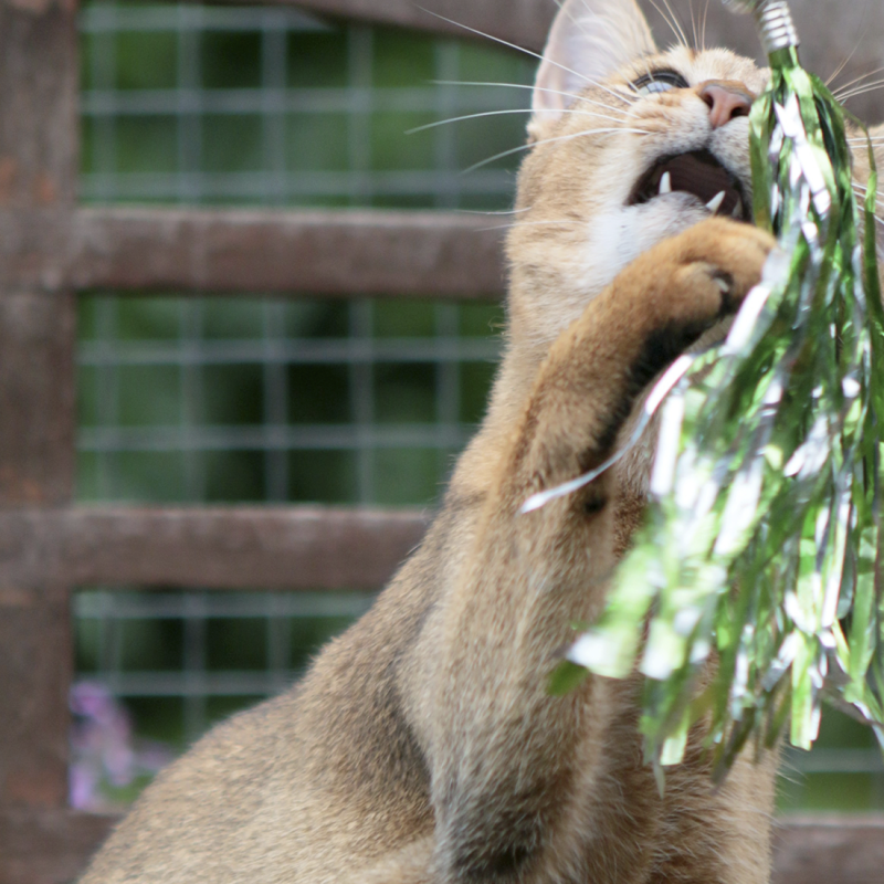 Tinsel Teasers