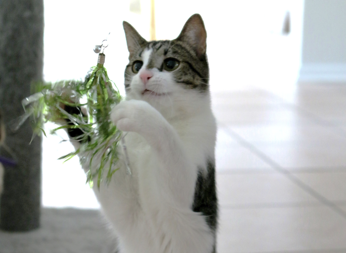Tinsel Teasers - Image 2