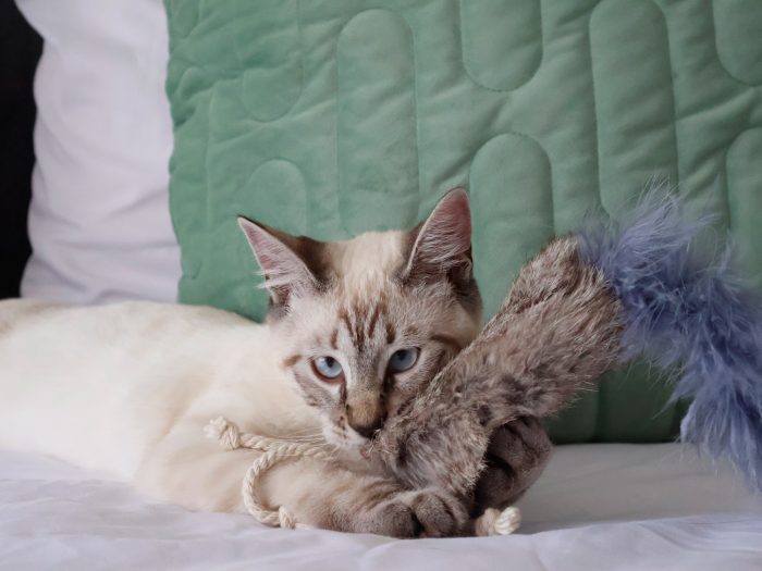 Bobtails