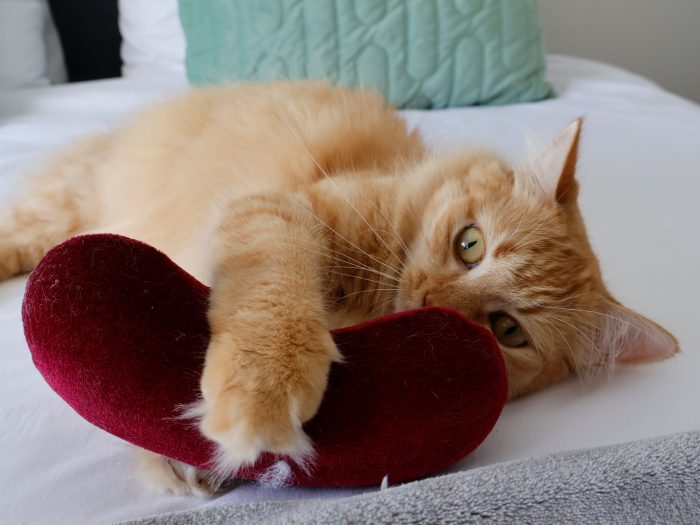 Comfort Beans