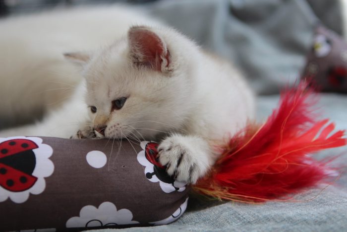 Feather Bombs