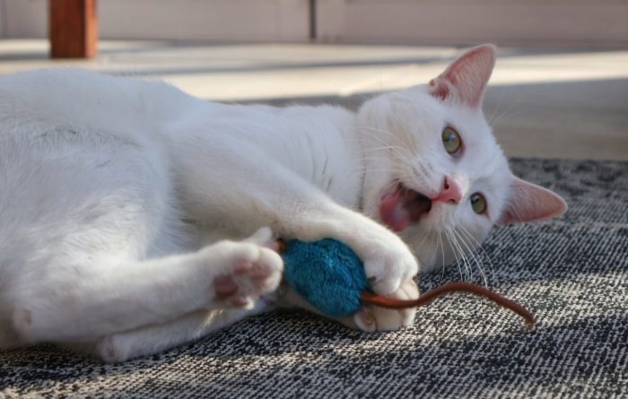 Mice Toys