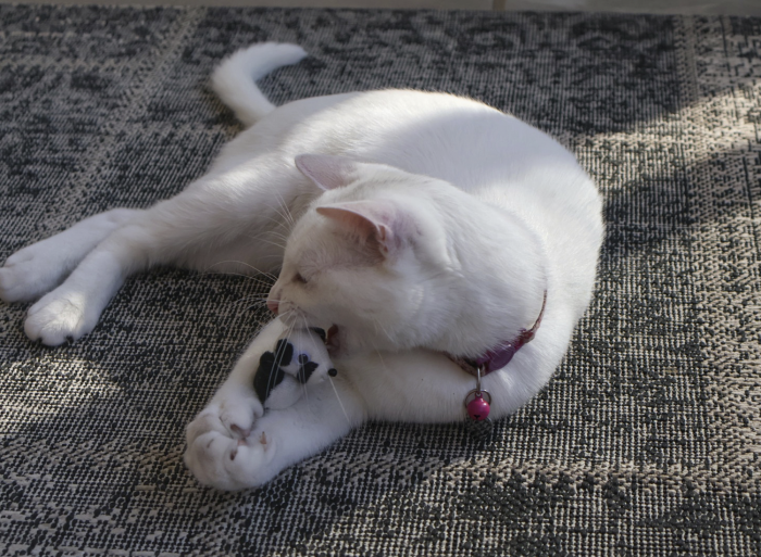 Kitty Critters
