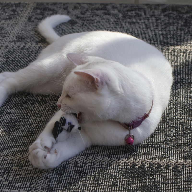 Kitty Critters