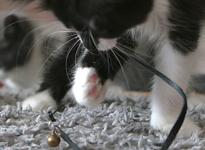 Spring Tails - Image 4