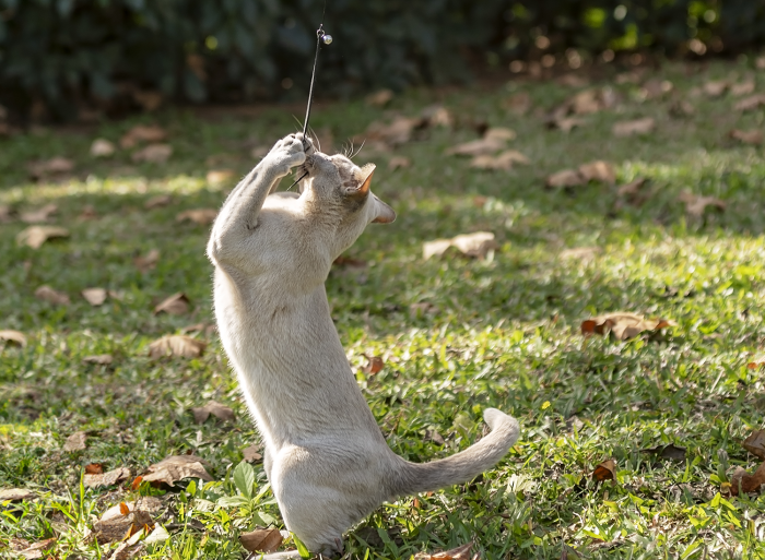 Spring Tails - Image 3