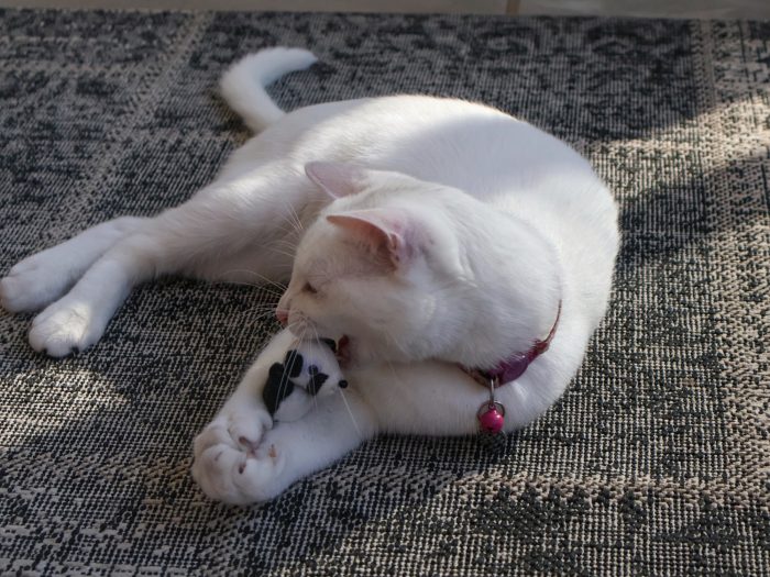 Kitty Critters